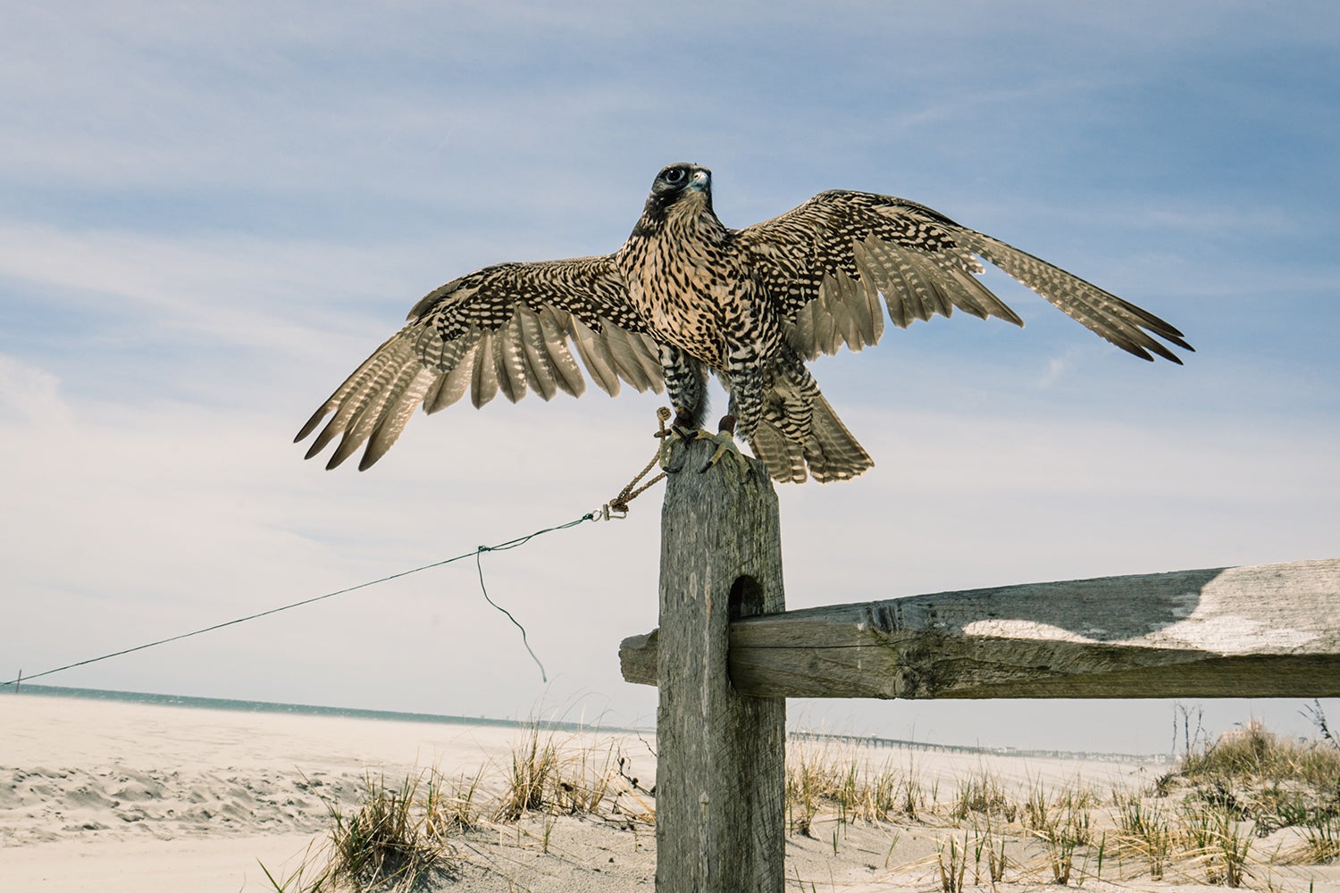 falcon spreads his wings while sitting on beach-side post