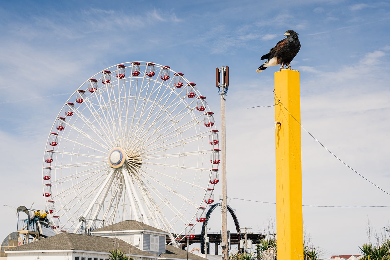 hawk sits atop yellow post with ferris wheel in backgtound