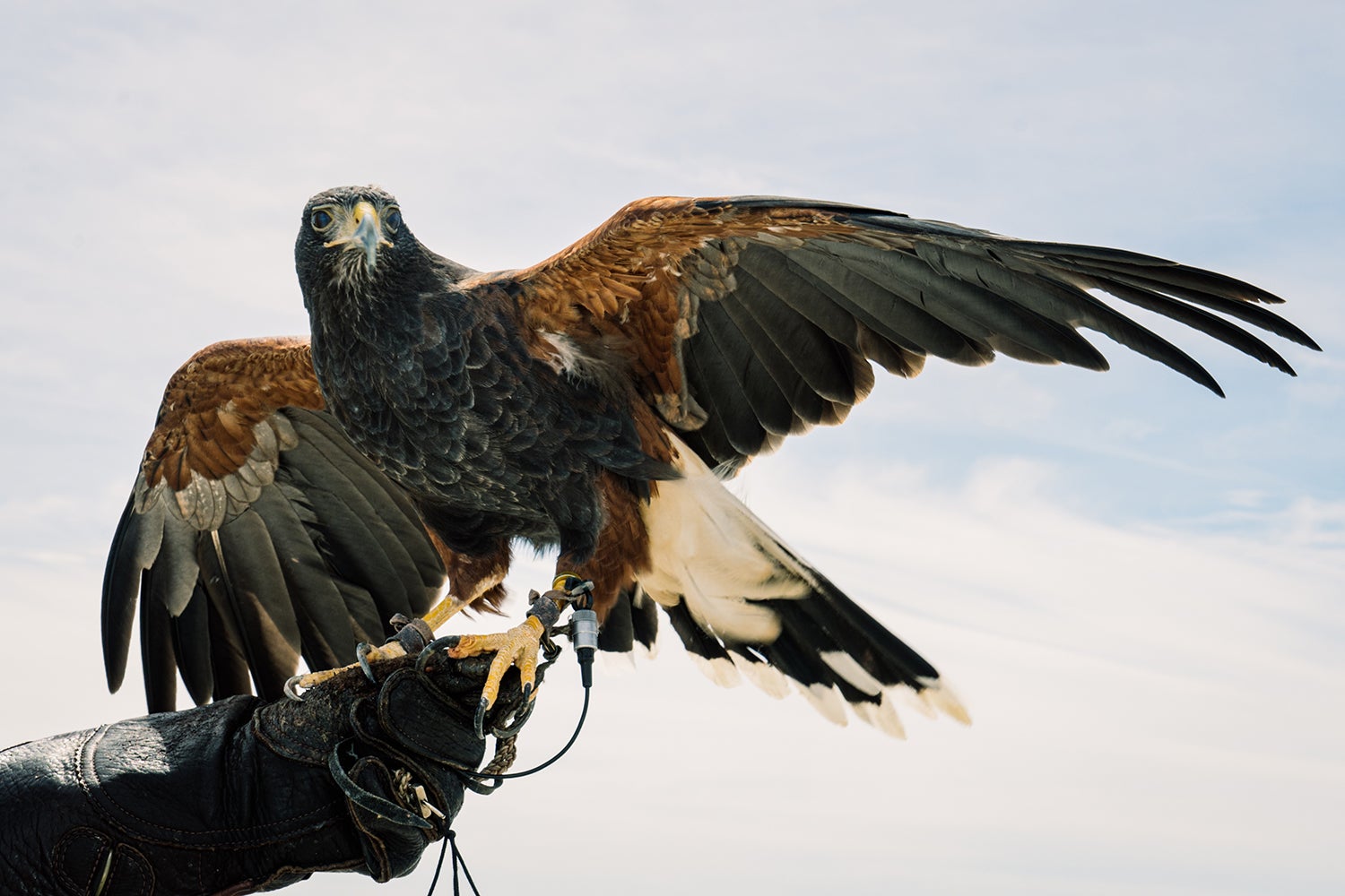 Breaking News cease-up of Harris's hawk on gloved hand