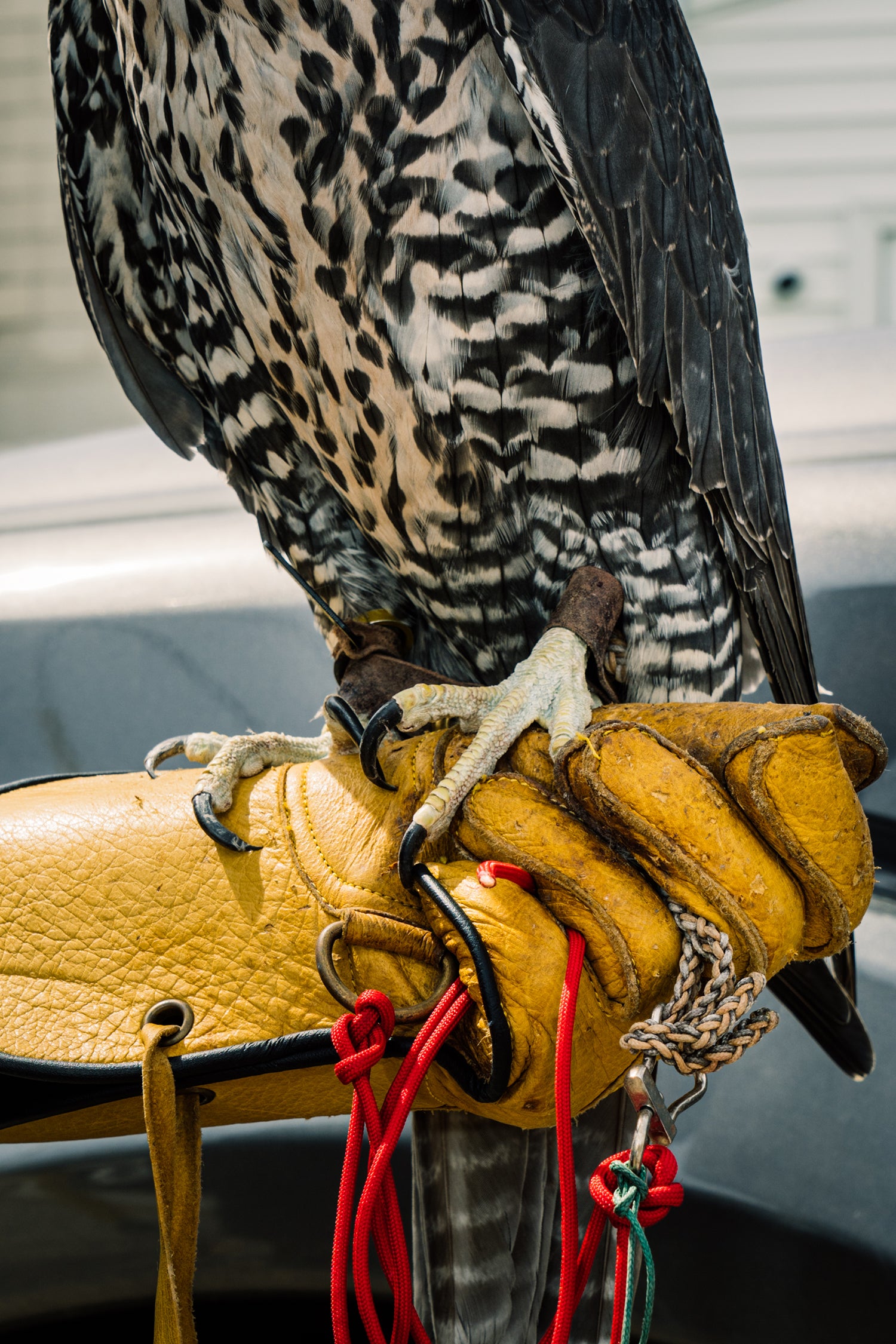 close-up of falcon's talons as bird sits on gloved hand