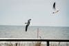 gulls fly over beach with food in beak
