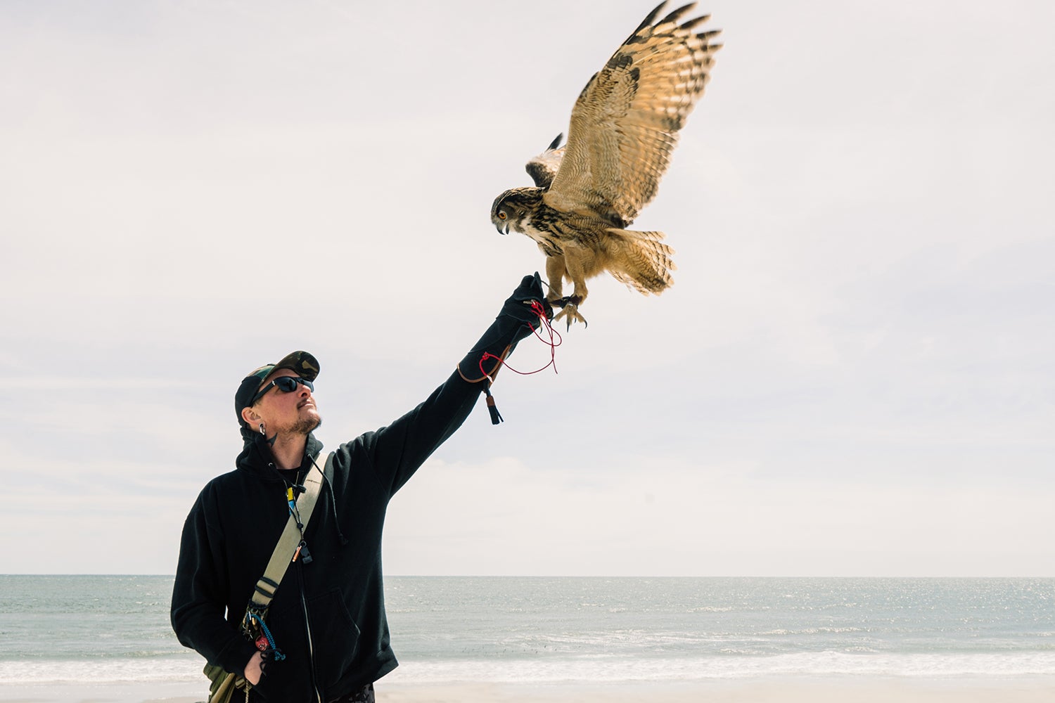 falconer holds arm up as eagle-owl perches on hand and stretches its wings