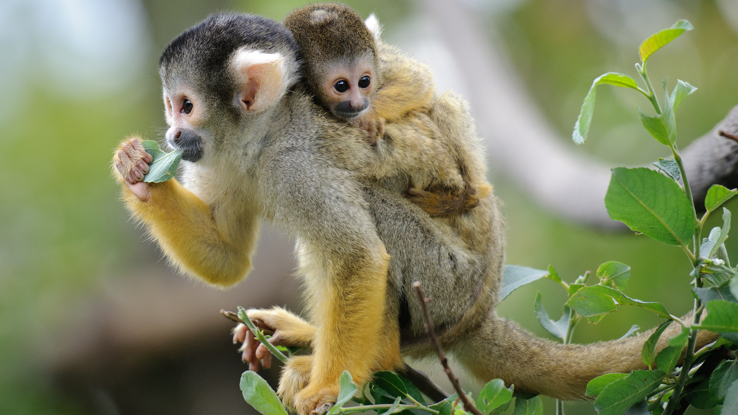 A spider monkey stands on a tree branch with a baby monkey on her back.