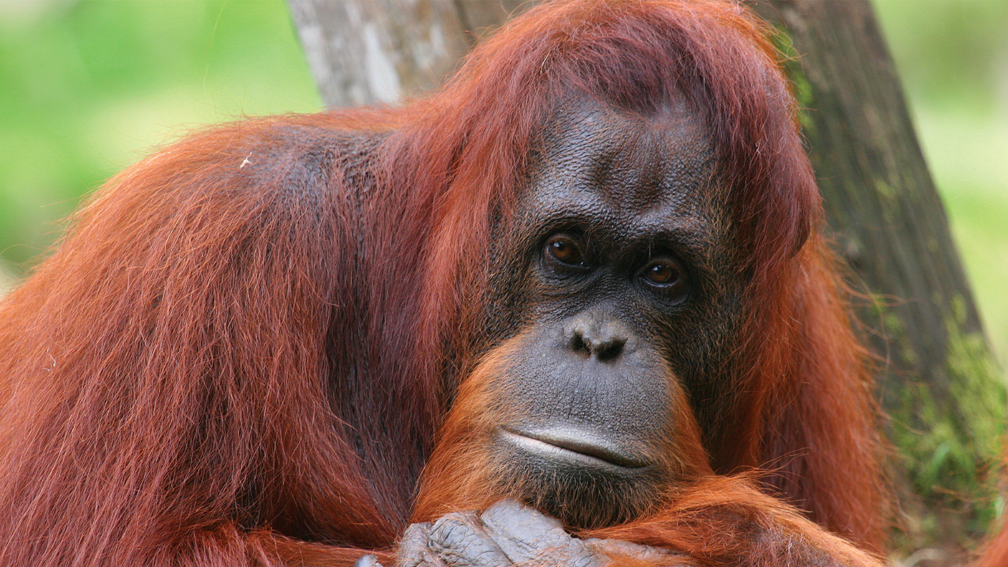 An orangutan sits in the forest and looks forward with its hands under its chin.