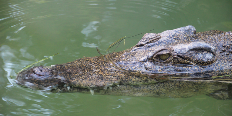 Why scientists gave vaccines to farmed crocodiles