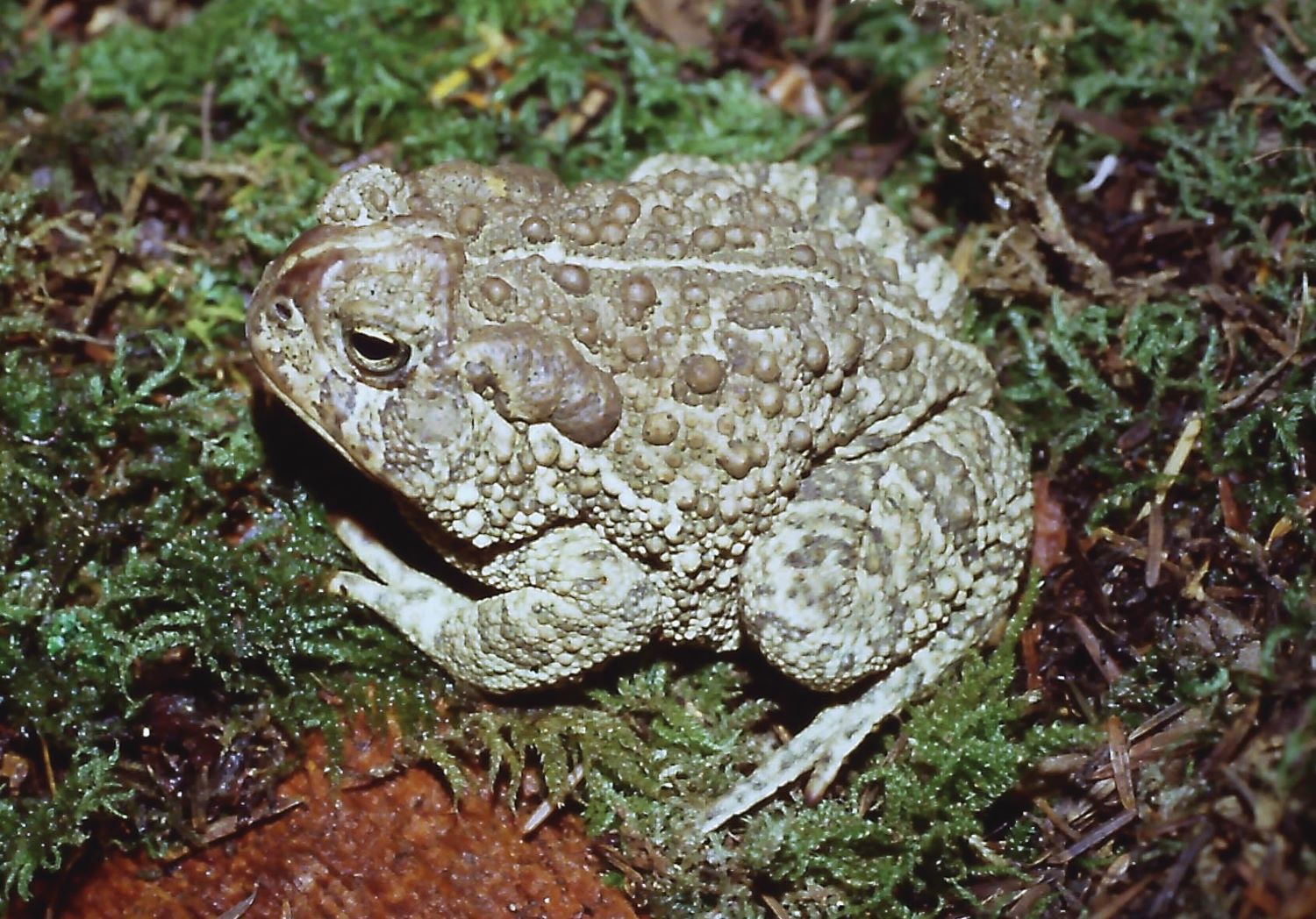 A Woodhouseâs toad on a bed of moss.