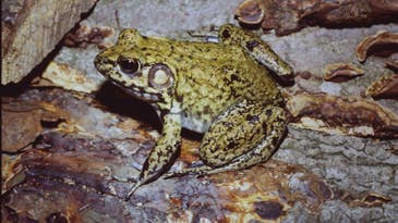 Check out some of the weirdest warty frogs in North America