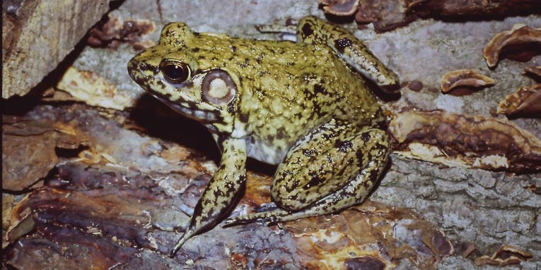 Check out some of the weirdest warty frogs in North America