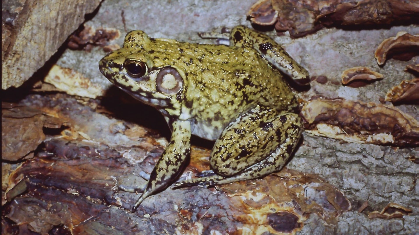 A green adult L. heckscheri frog sits amid some rocks and fungus.