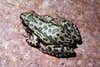 A spotted chorus frog, with green markings, on a red stone.