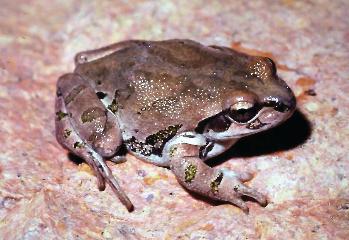 A reddish Streckerâs Chorus Frog.