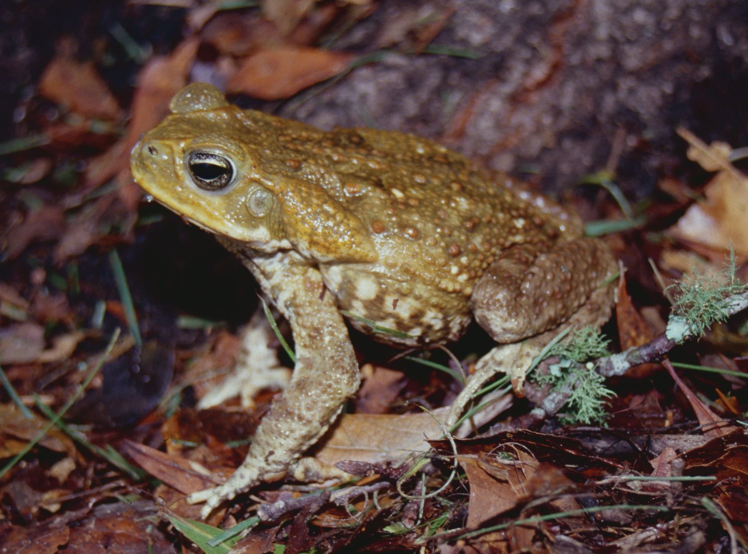 A cane toad in Florida.