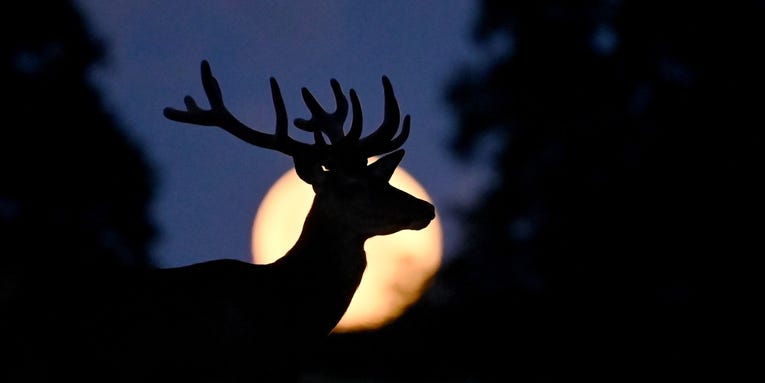 July’s skies heat up with the Buck Moon, a shimmery Venus, and more
