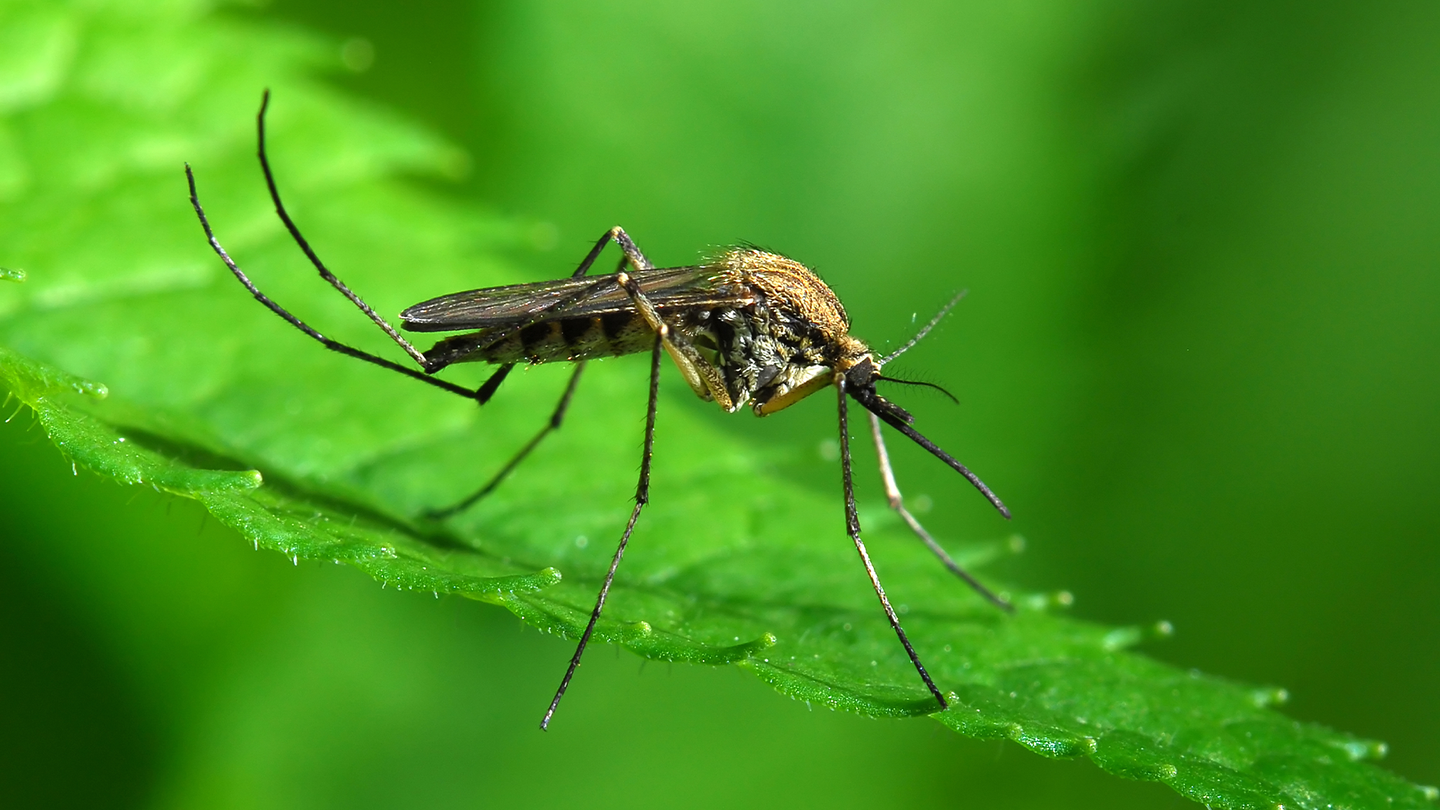 A mosquito sitting on a bright green leaf.