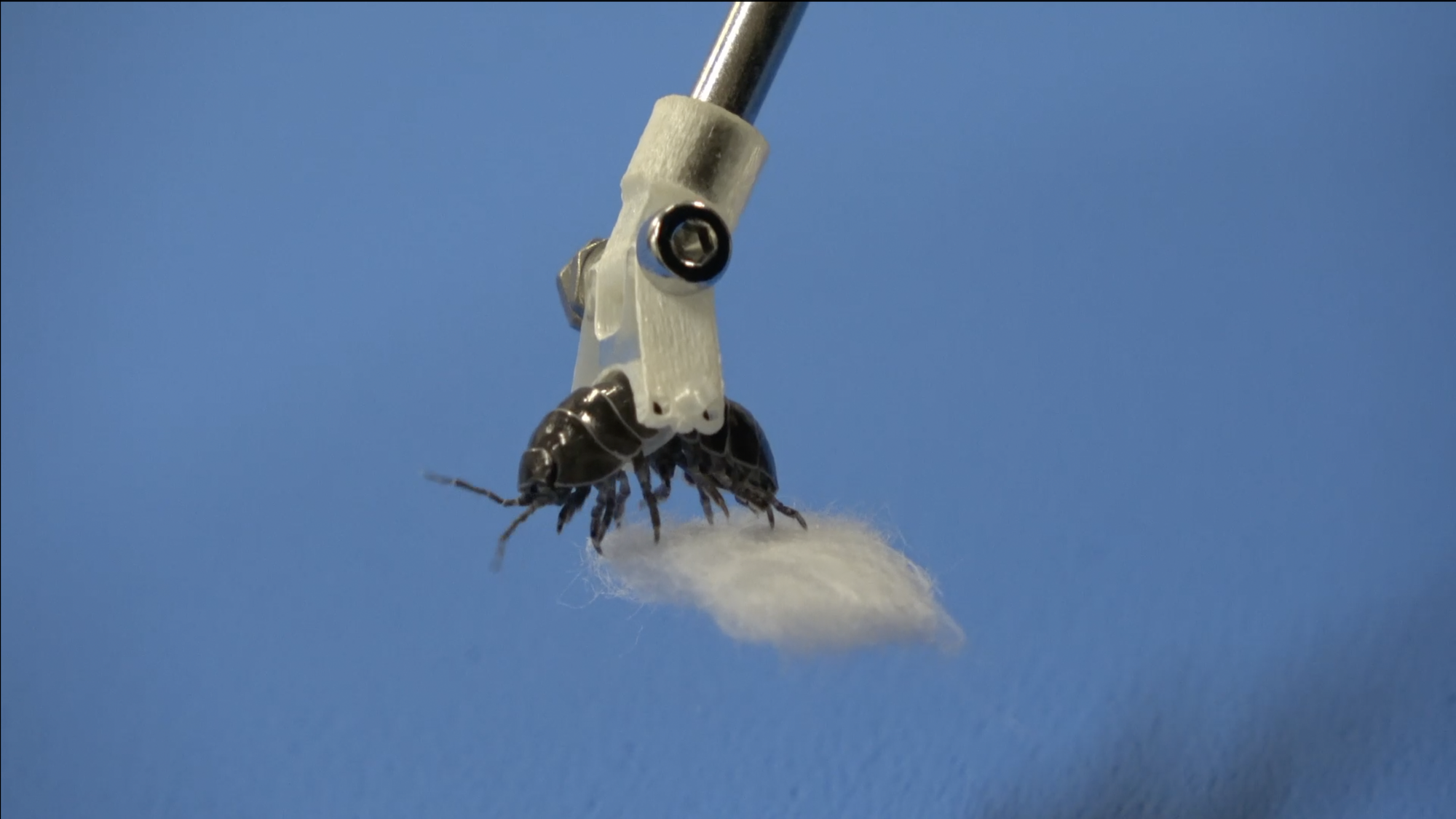 Robotic gripper holding pillbug that is gripping piece of cotton