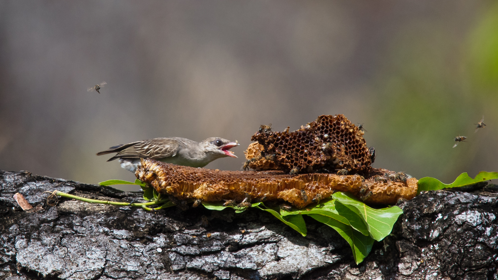 A greater honeyguide feeding on beeswax with an open mouth in Niassa Special Reserve in Mozambique.