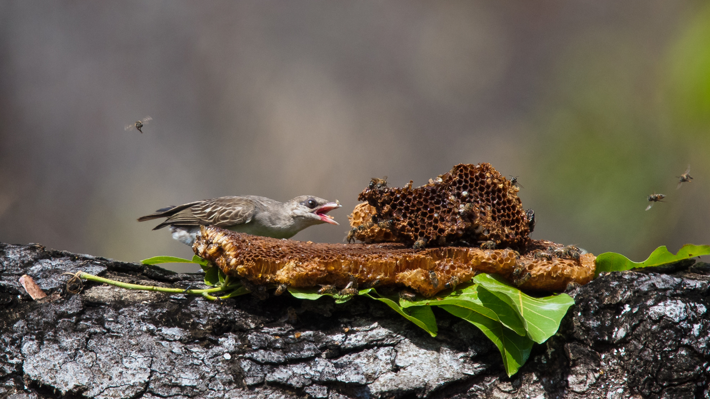 A greater honeyguide feeding on beeswax with an open mouth in Niassa Special Reserve in Mozambique.