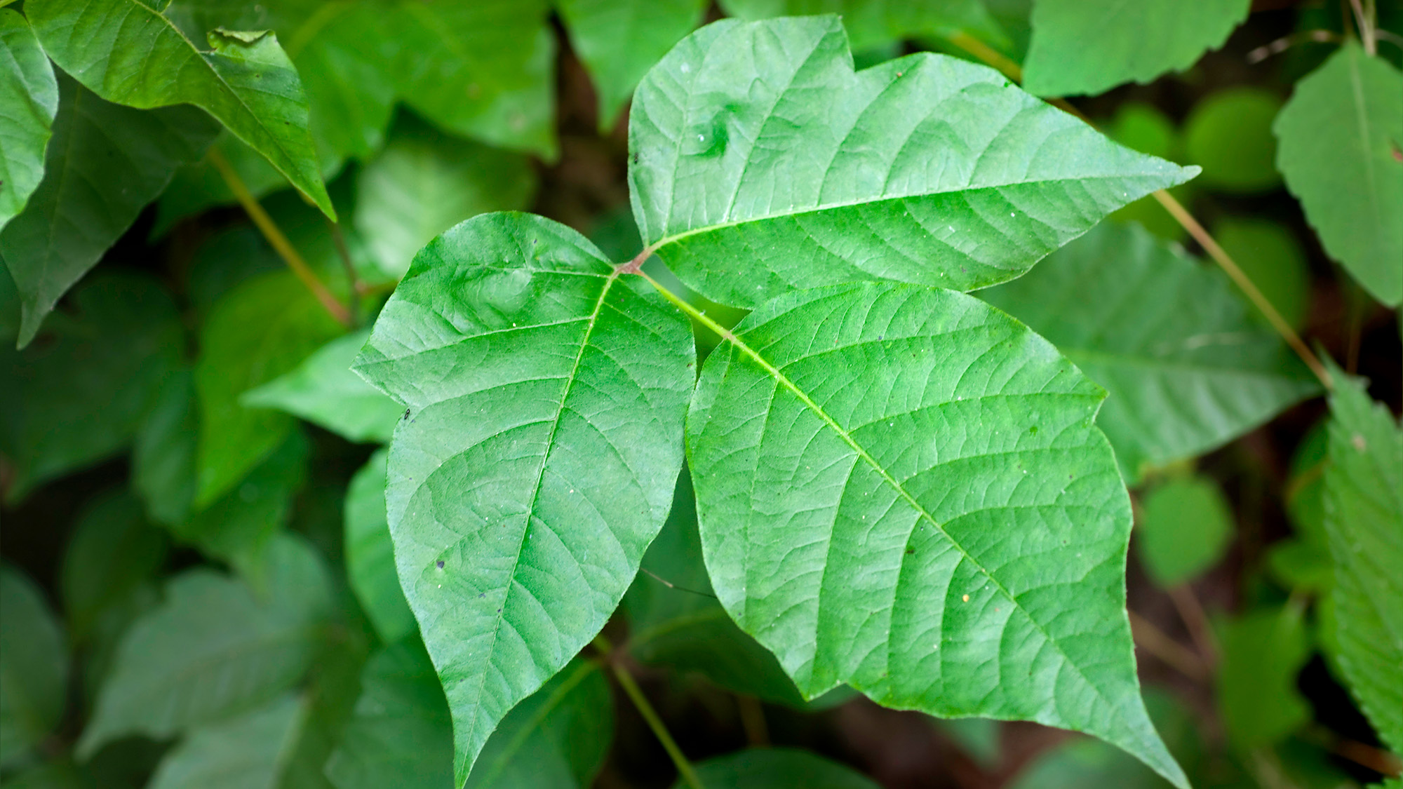 How to keep poison ivy from ruining outdoor fun