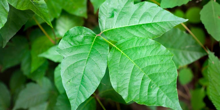 How to keep poison ivy from ruining outdoor fun