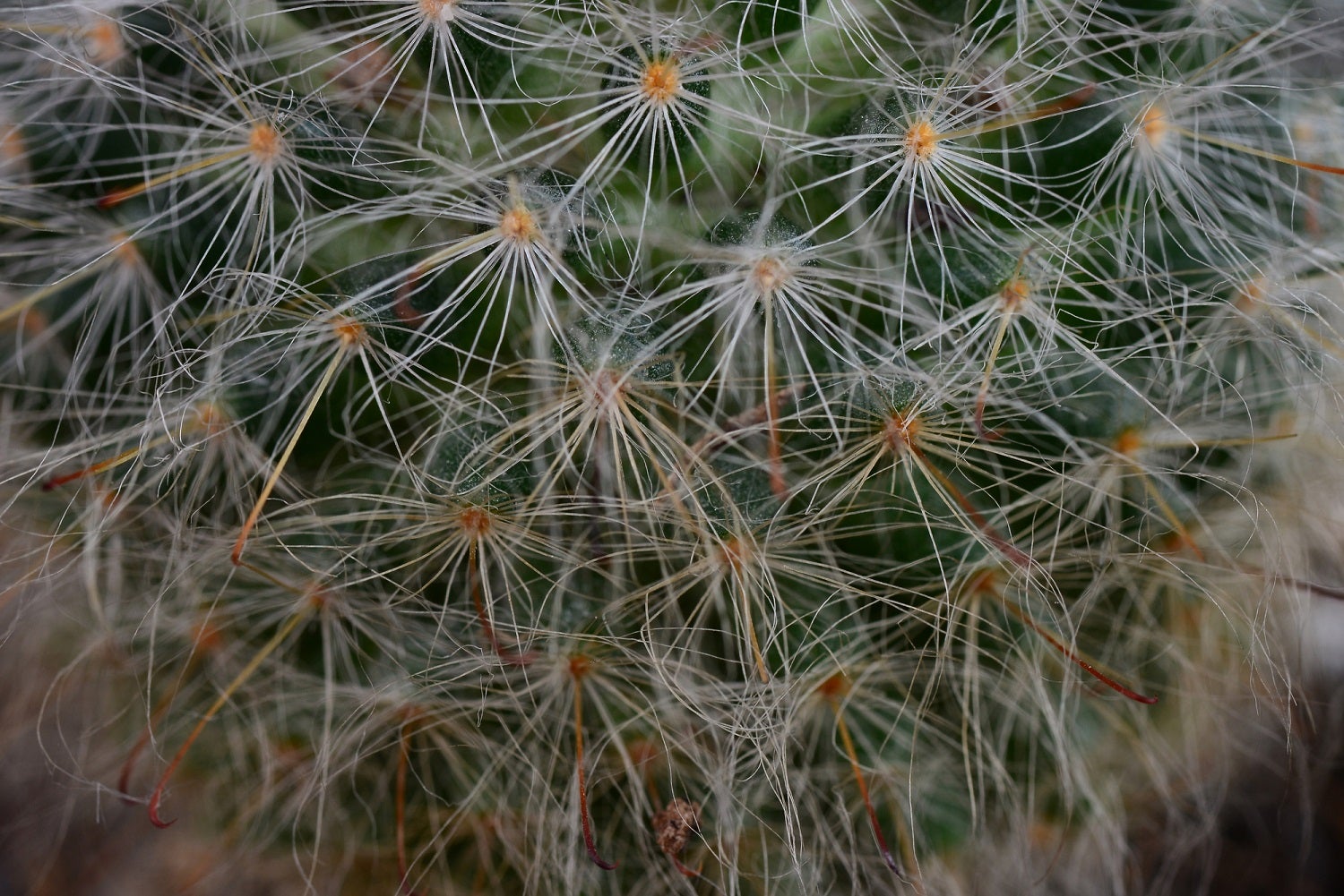 Powderpuff cactus spines closeup