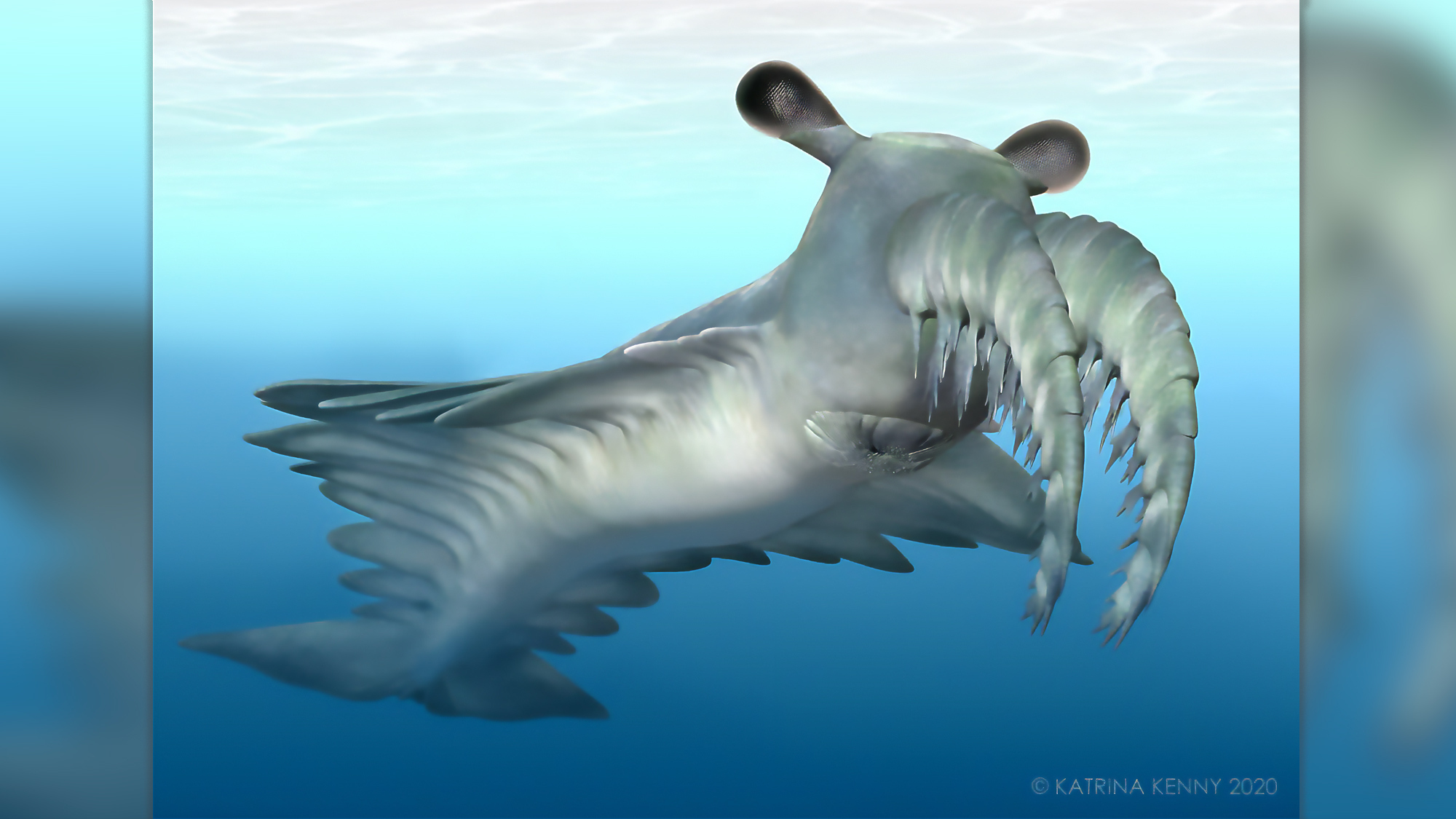 An illustration of Anomalocaris, which lived 541 million to 530 million years ago during the Cambrian Period. The animal has two bulging eyes on the top of its head and spiny front appendages,