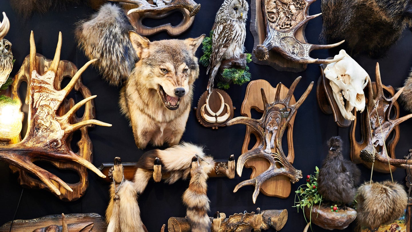 wall of taxidermy animals and skeletons