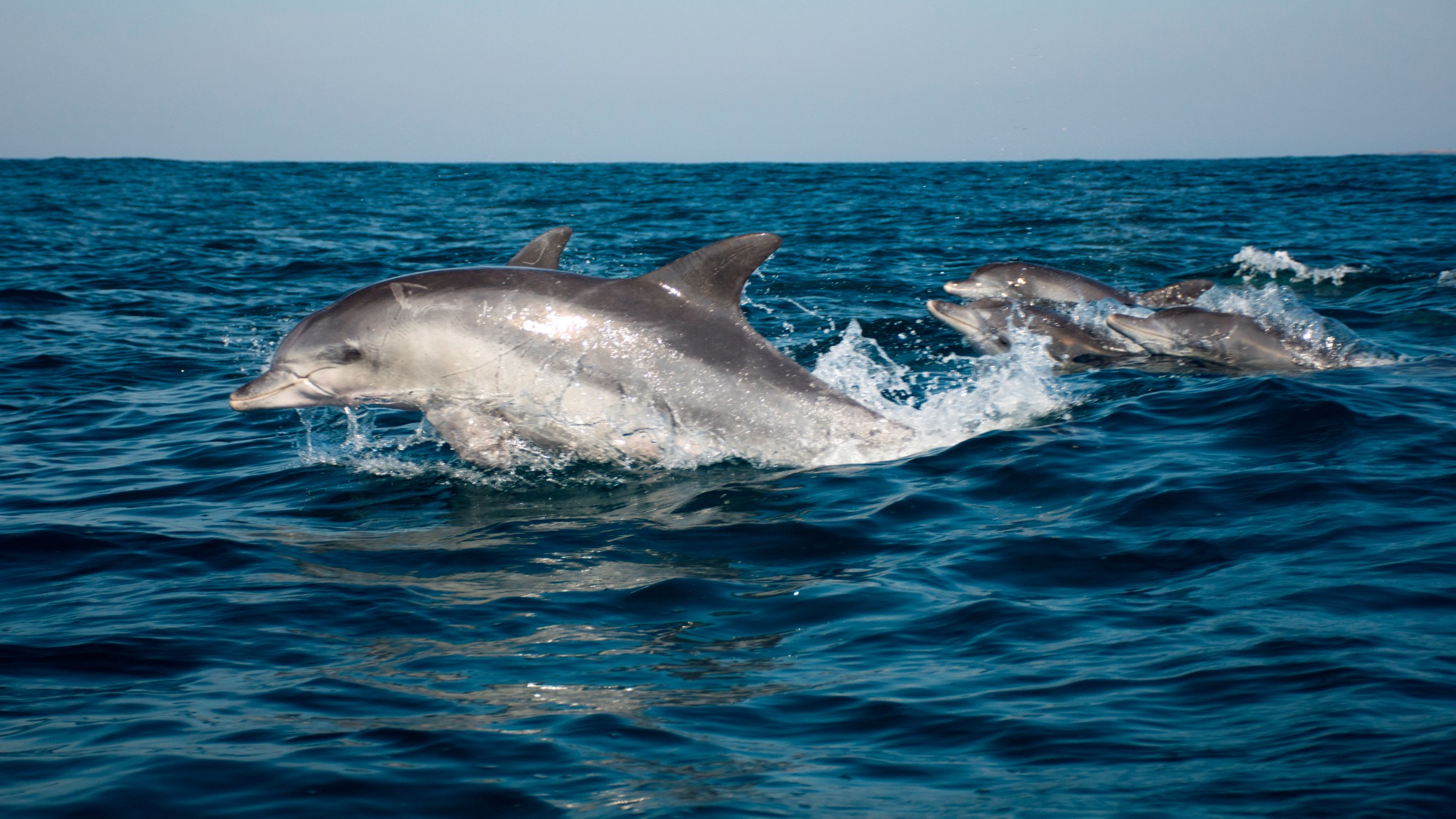 Common bottlenose dolphins swimming in Coffee Bay in South Africa.