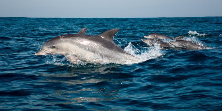 Drones are following dolphins to spy on their complex social lives