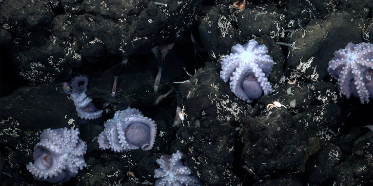 New species of inkless octopus may have been found in Costa Rica’s deep seas