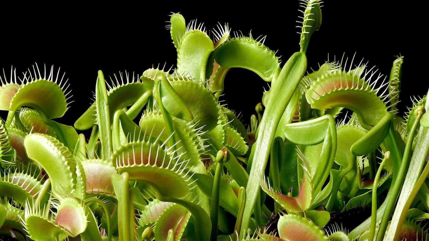 full venus flytrap on black background