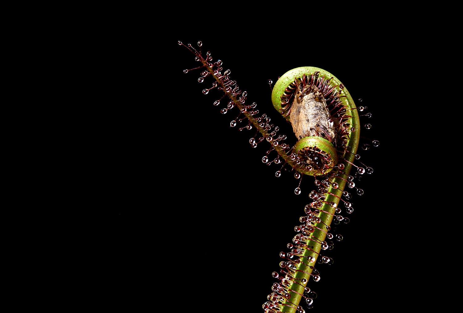 king sundew plant holds an insect