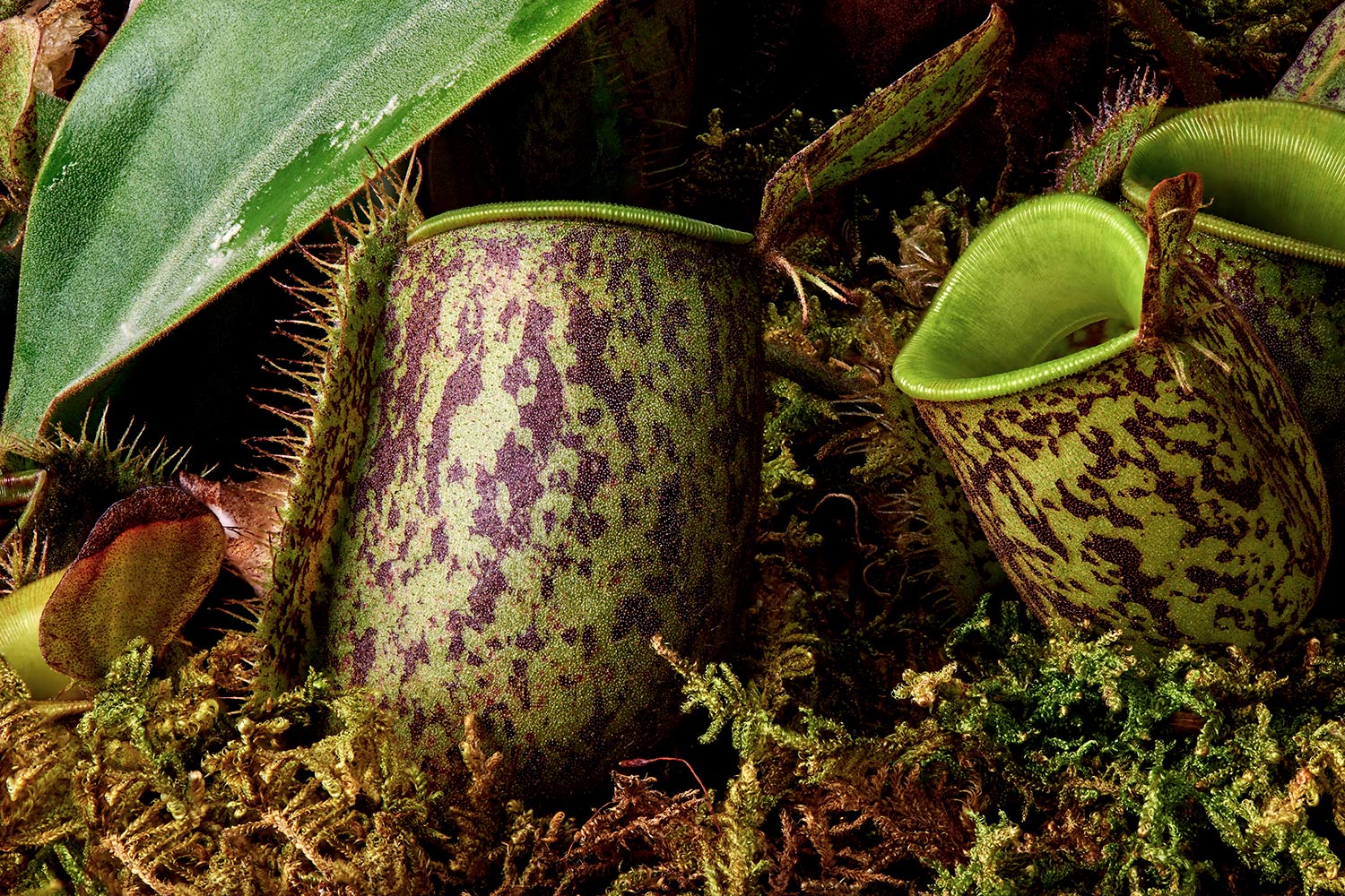 green and brown pitcher plant