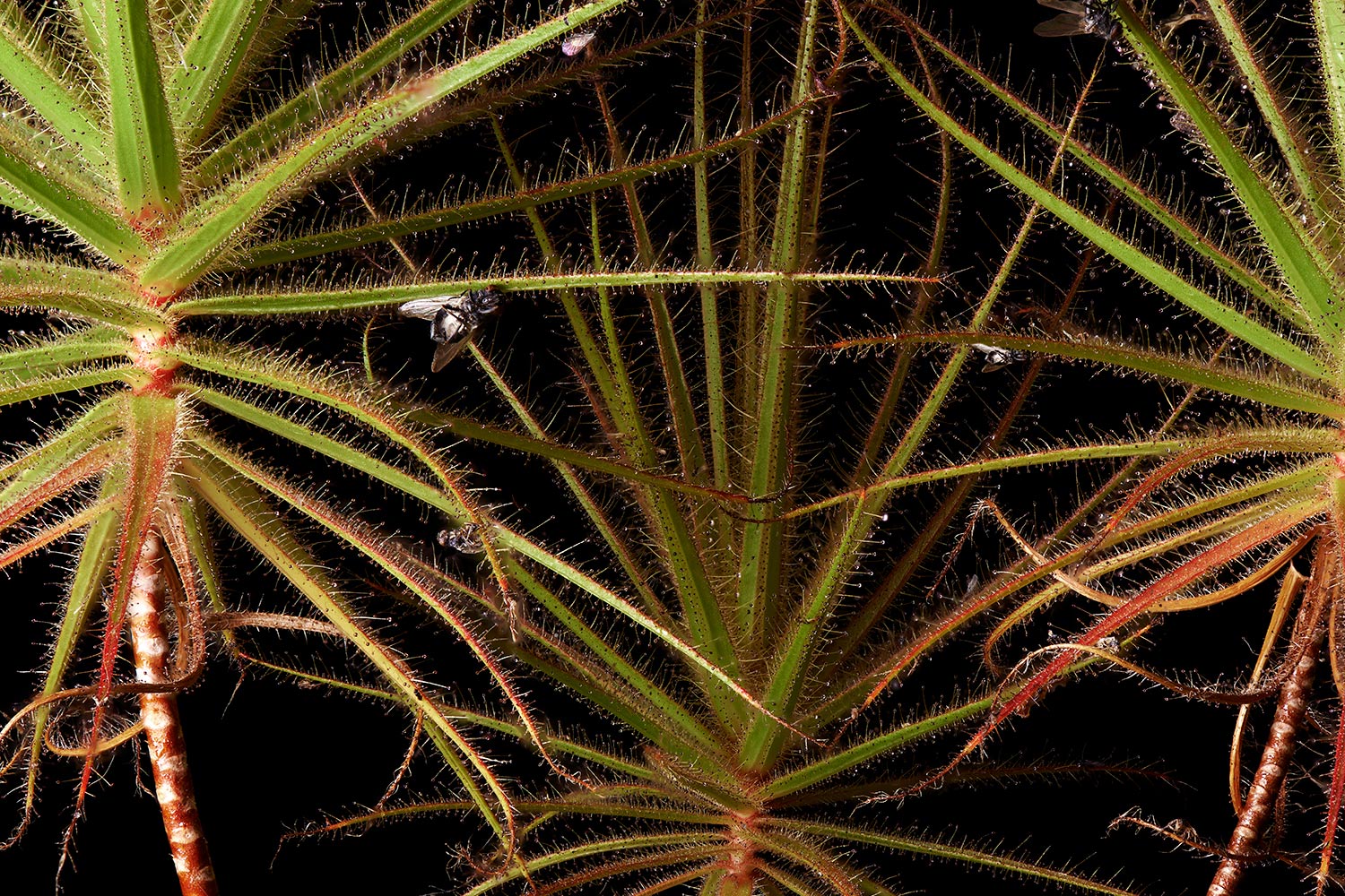 six-legged assassin bug walks along flycatcher bush leaf