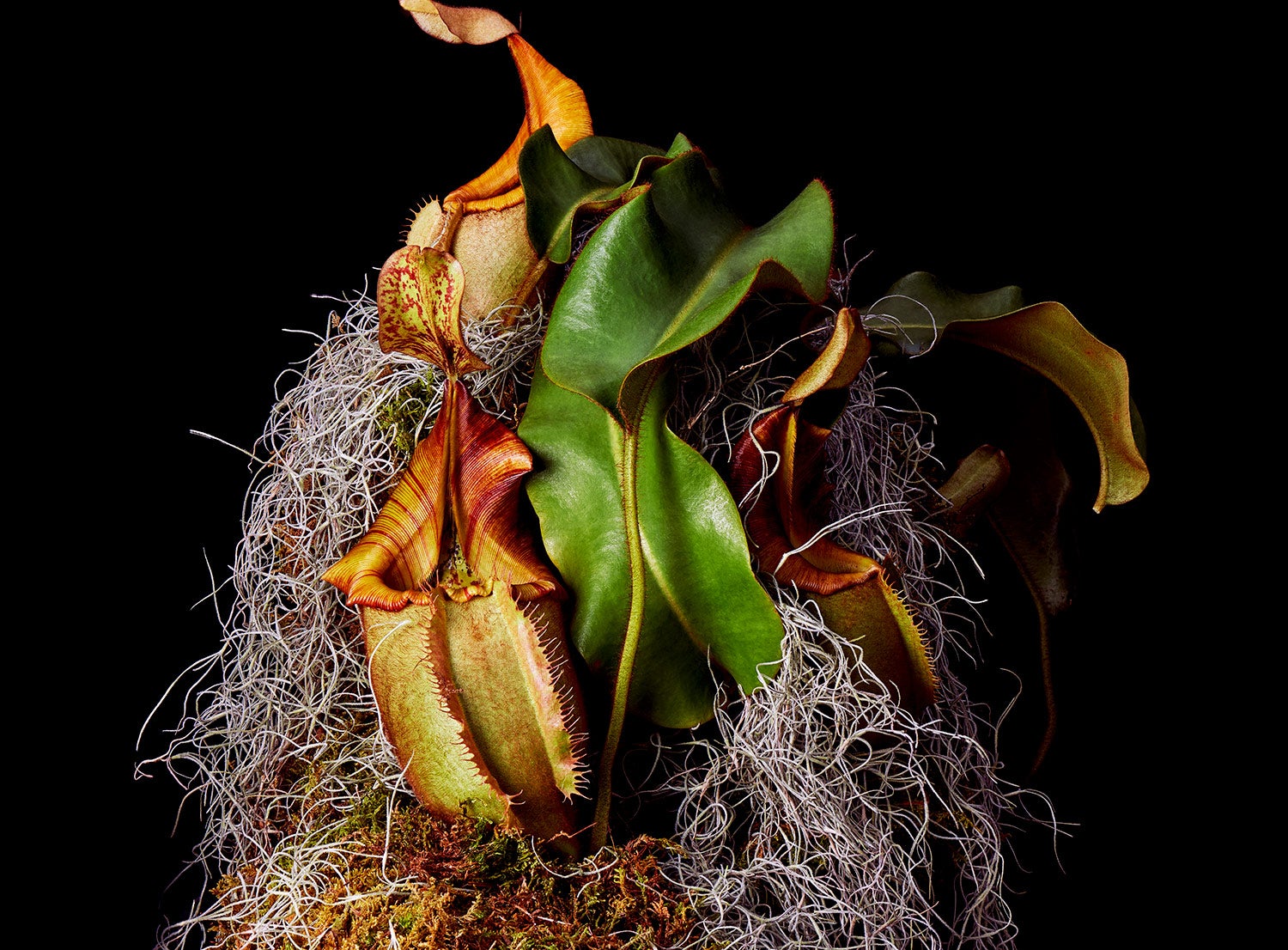 leafy pitcher plant