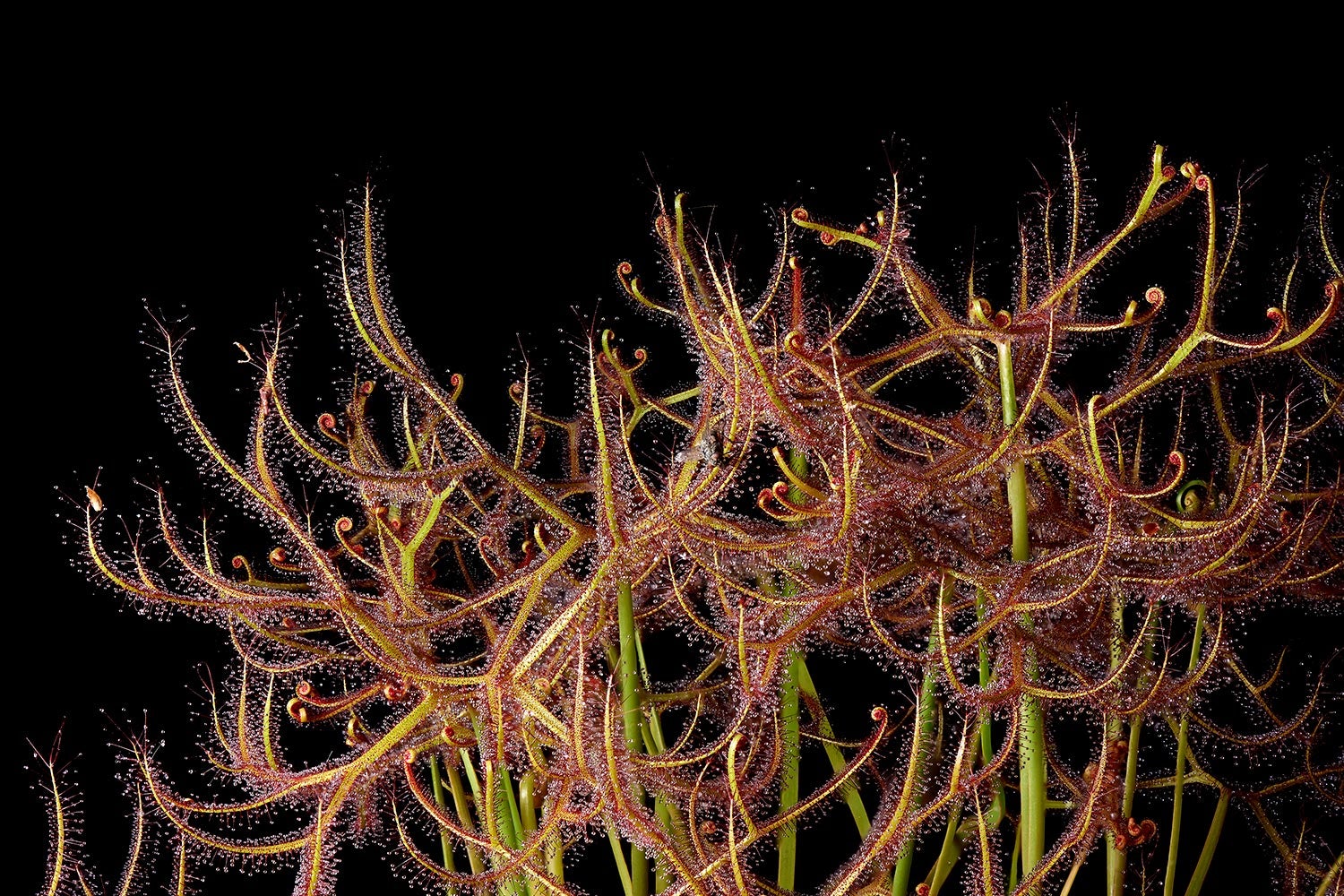 fuzzy-looking sundew plant