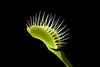 closeup of venus flytrap trap on black background