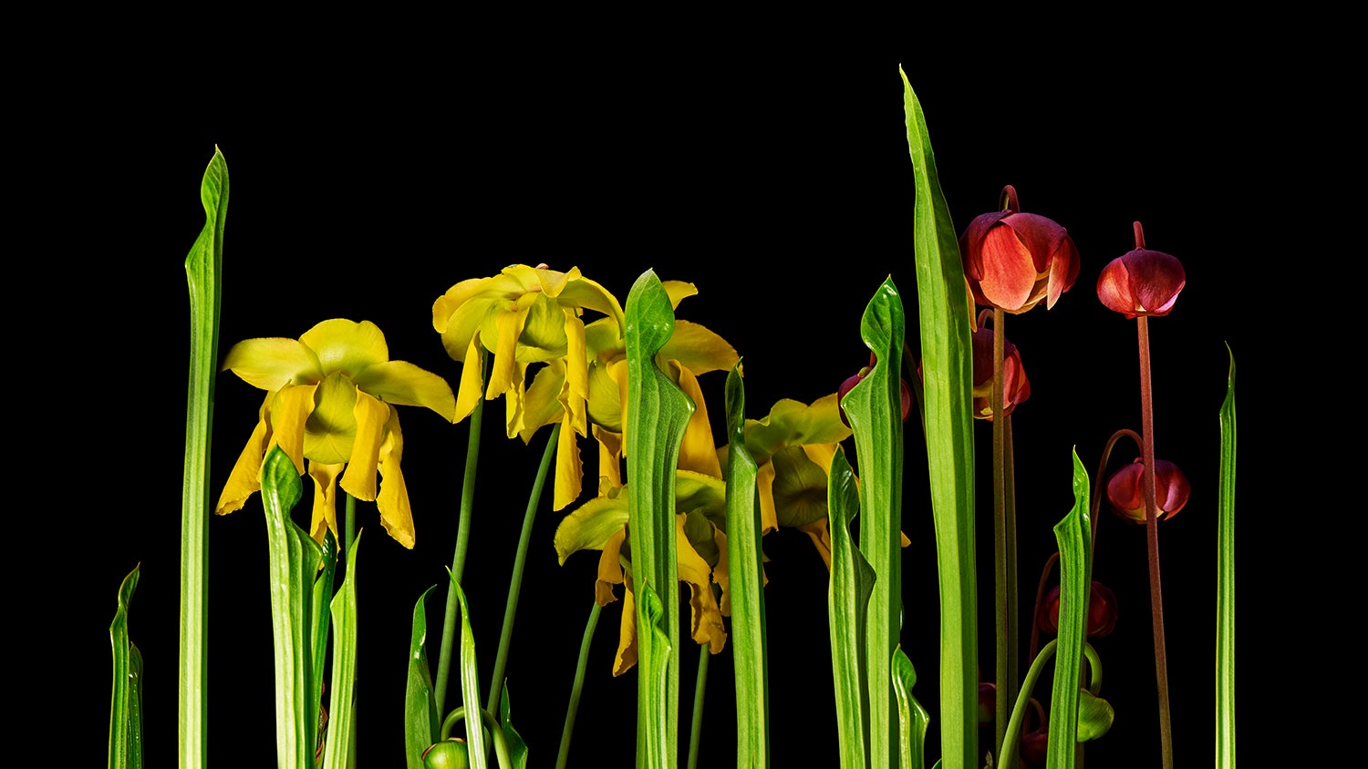 tall pitcher plants with red and yellow flowers