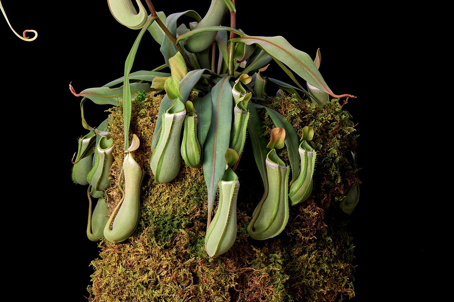leafy green pitcher plant