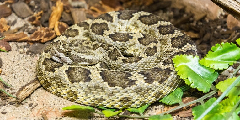 Stressed rattlesnakes just need a little help from their friends