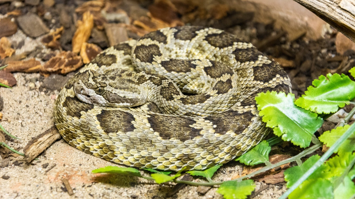 Crotalus helleri snake