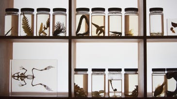 Why preserving museum specimens is so vital for science