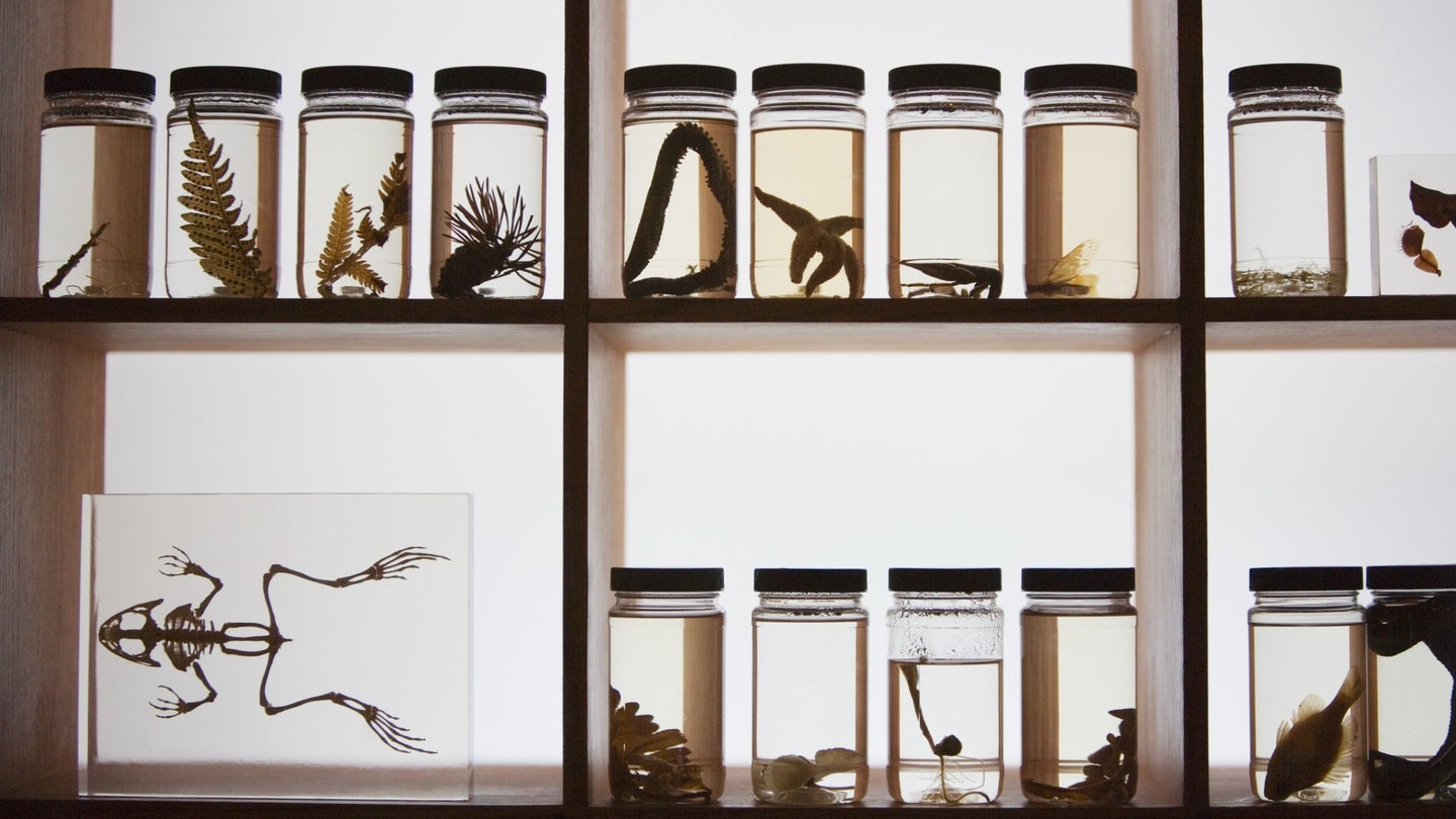 Jars of animal and plant specimen.