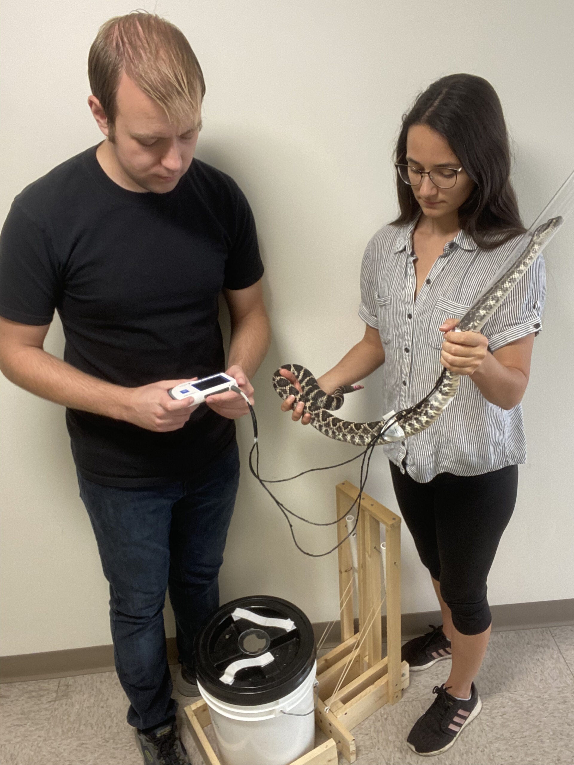 Two scientists stand with a rattlesnake connected to to a hear rate monitor with two electrodes during an experiment. 