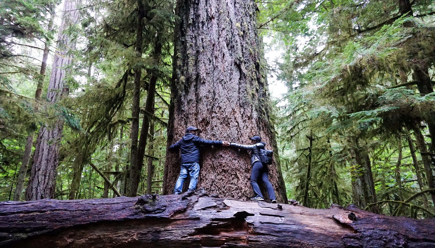 The giant Douglas firs in British Columbia forests are examples of so-called mother trees