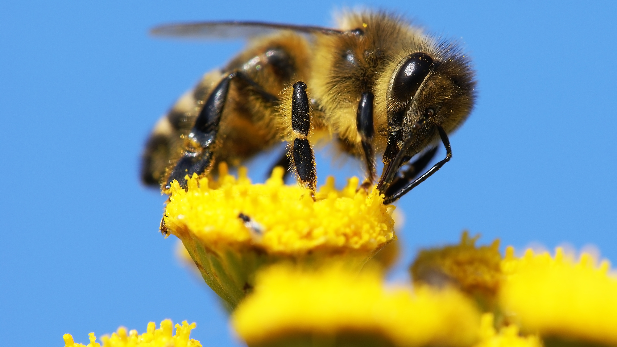 A honey bee pollinates a yellow flower against a bright blue sky.