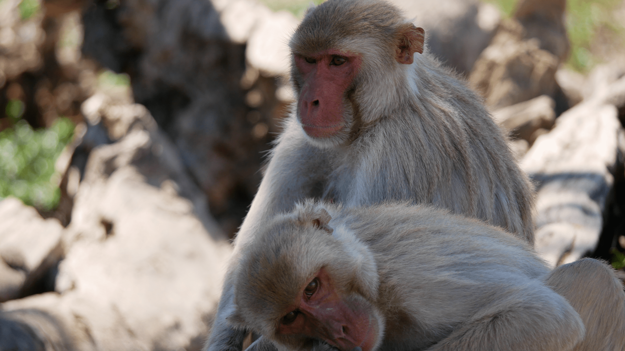 Same-sex mounting in male macaques can help them reproduce more successfully