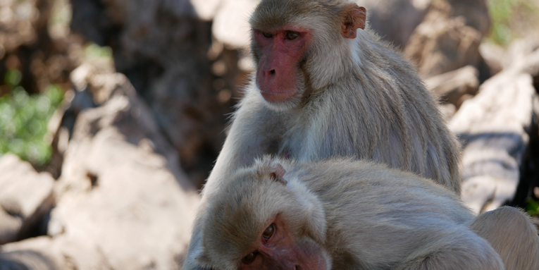 Same-sex mounting in male macaques can help them reproduce more successfully