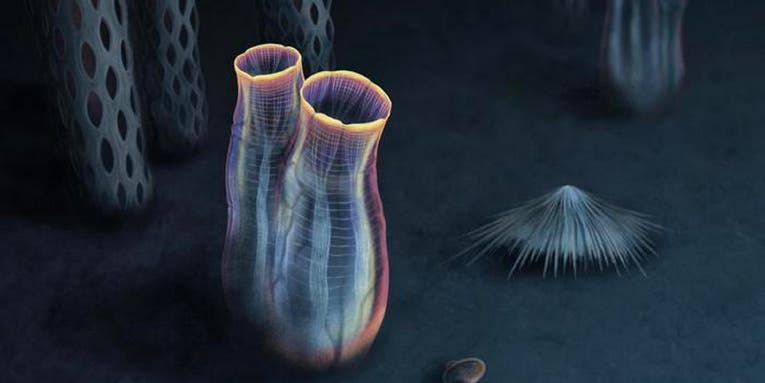 A 500-million-year-old sea squirt is the evolutionary clue we need to understand our humble beginnings