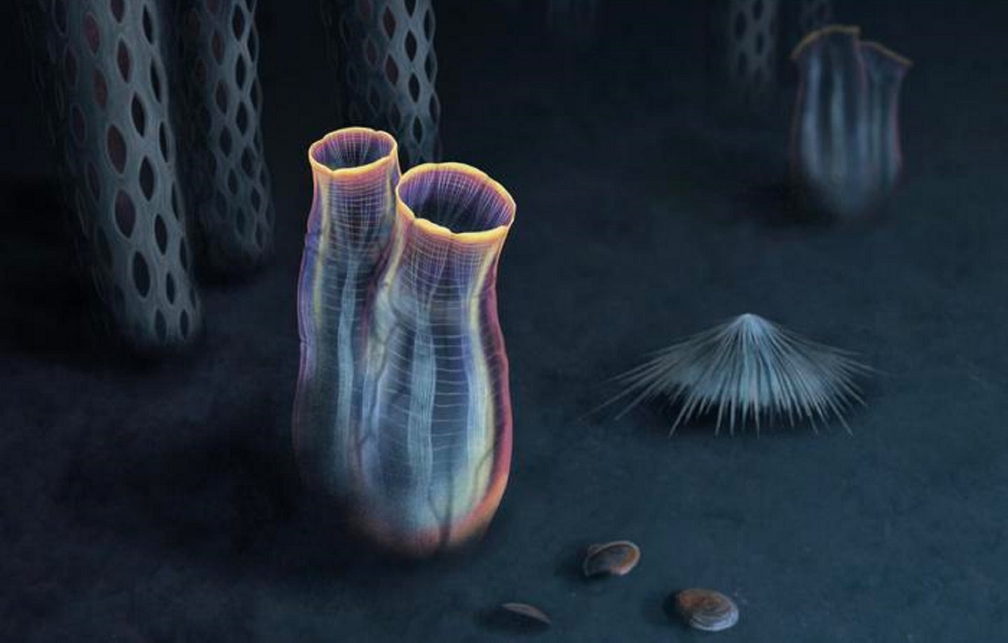 Oldest tunicate on record from the Cambrian explosion, illustrated on the ocean floor