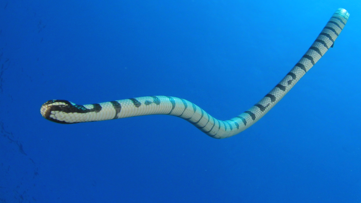 A banded sea snake swimming freely